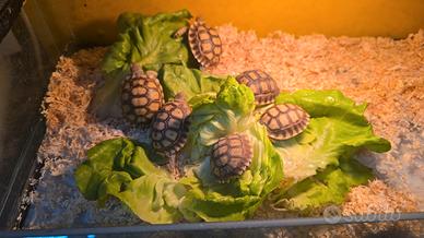 Tartarughe sulcata