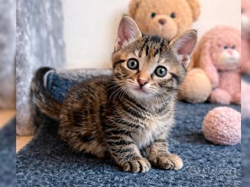 Gattina due mesi adozione gratuita