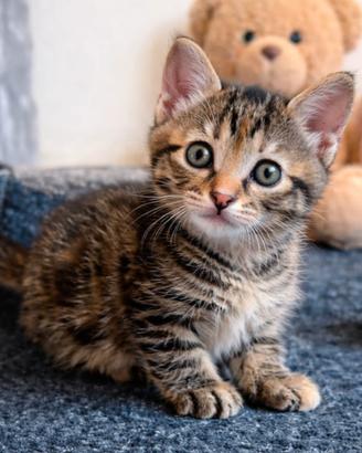 Gattina due mesi adozione gratuita