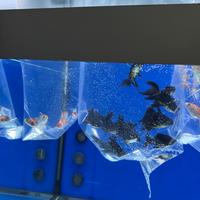 Pesci rossi e black moore