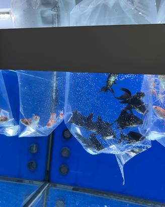 Pesci rossi e black moore