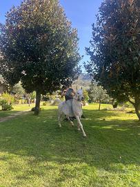 Cavallo arabo documenti anica