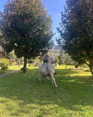 Cavallo arabo documenti anica