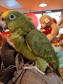 Pappagallo Amazzone Fronte gialla