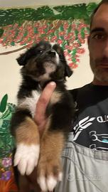 Cuccioli di pastore Australiano