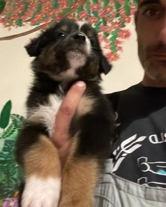 Cuccioli di pastore Australiano