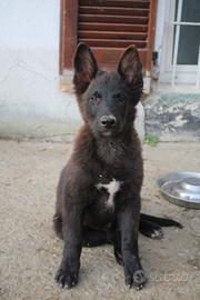 Cucciolo di Cane delle Alpi Apuane