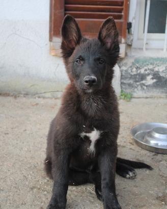 Cucciolo di Cane delle Alpi Apuane