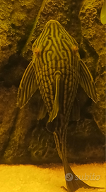 Loricaride Panaque L190