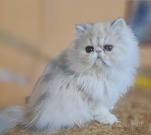 Gattina razza Persiana