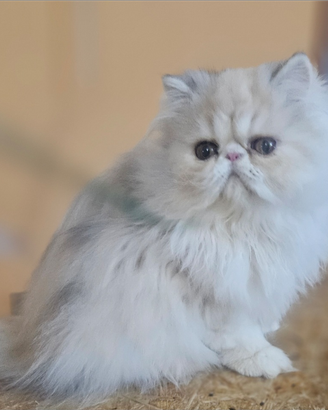 Gattina razza Persiana