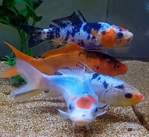 Carpe koi