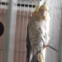 Pappagallo calopsite