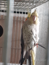 Pappagallo calopsite