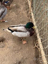 Germano reale maschio