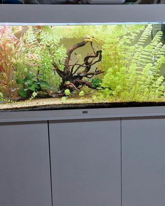 juwel rio 240