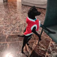 Pinscher mix maltese