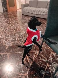 Pinscher mix maltese