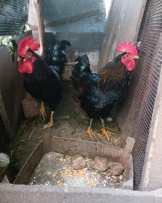 Galli,uova,fagiani