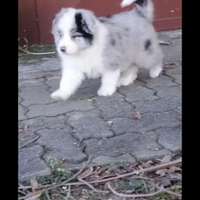 Cuccioli di border collie