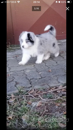 Cuccioli di border collie