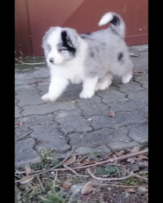 Cuccioli di border collie