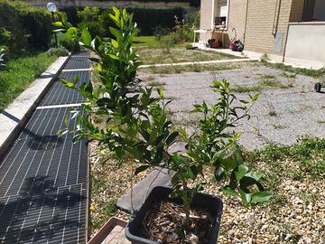 Pianta di limone 4 stagioni lunario