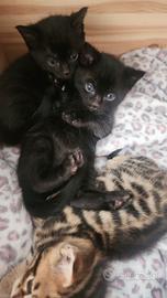 Gattini Bengala 2 Black 1 Charcoal