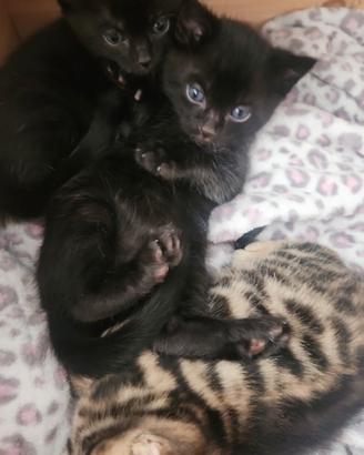 Gattini Bengala 2 Black 1 Charcoal
