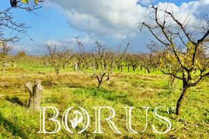 Terreno Agricolo - Teverola