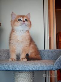 Gattino Scottish