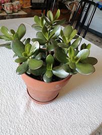 pianta. l'albero di giada 