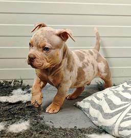 Cucciolo di American Bully pocket