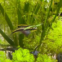 Pesci pelvicachromis pulcher