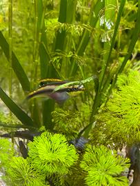 Pesci pelvicachromis pulcher