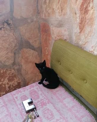 Gattini neri
