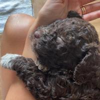 Disponibile per monta