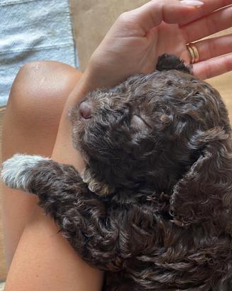 Disponibile per monta