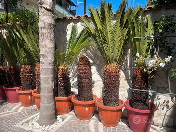 Piante Cycas Revoluta