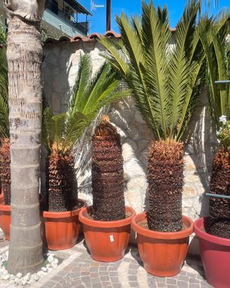 Piante Cycas Revoluta