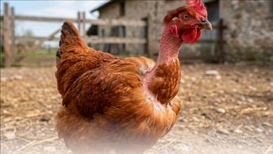 Galline ovaiole