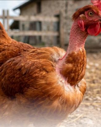 Galline ovaiole