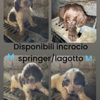 Springer lagotto