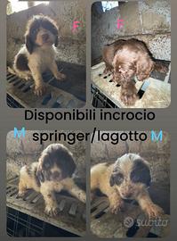 Springer lagotto