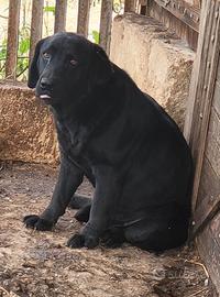 Labrador
