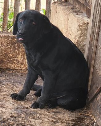 Labrador