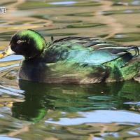 Esemplari di Anatra-Smeraldo