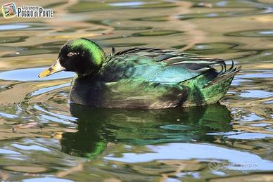 Esemplari di Anatra-Smeraldo