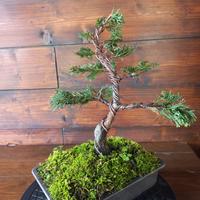 Bonsai di cipresso Hinoki