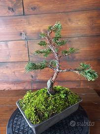 Bonsai di cipresso Hinoki